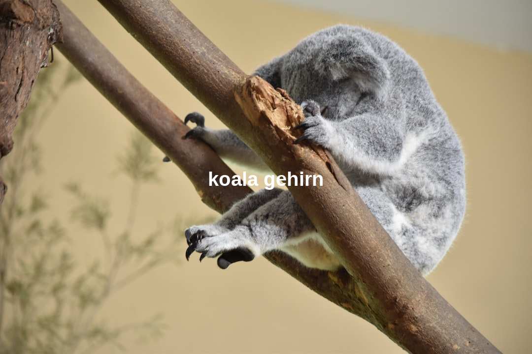 koala gehirn